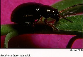 Apthona lacertosa, a black beetle, 1/16 inch long